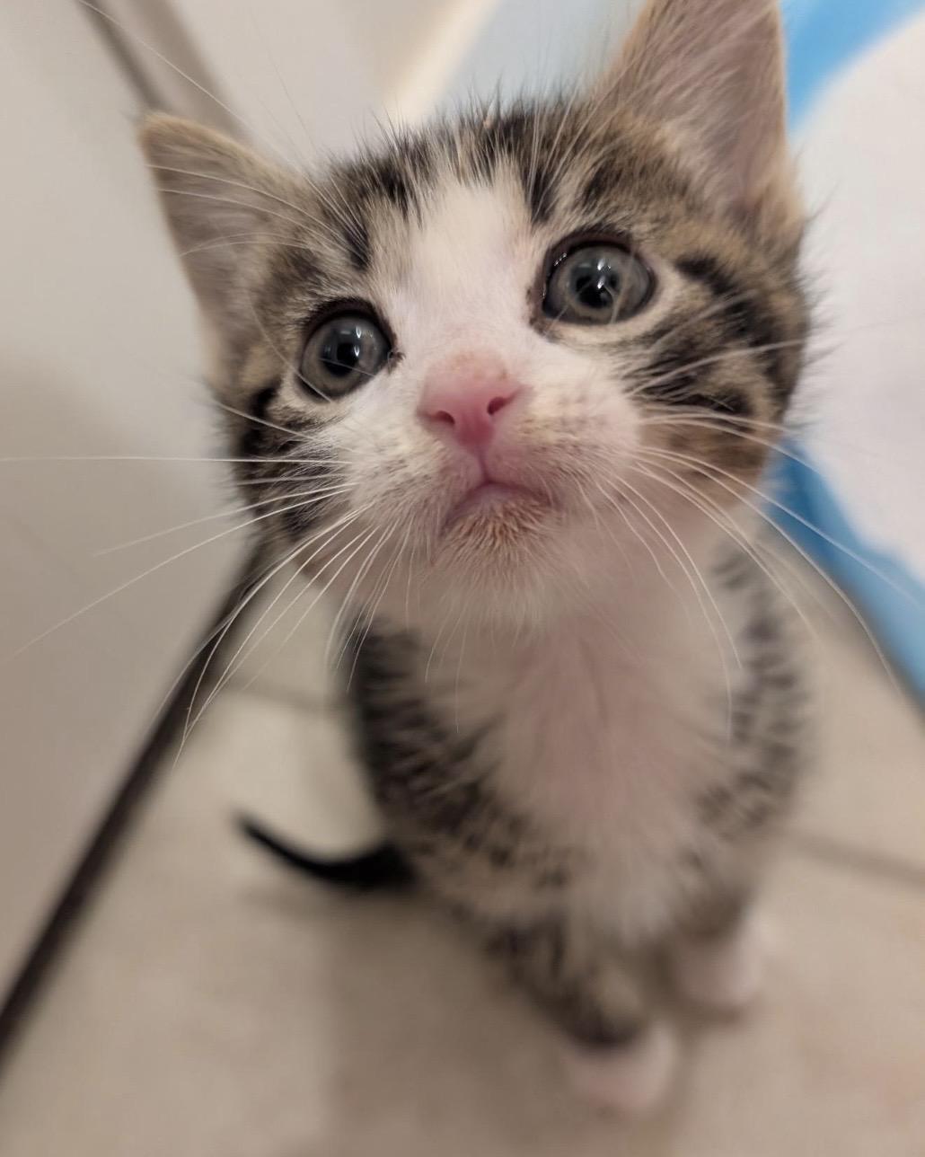 Bumper, ADOPTABLE, Kitten Male Domestic Short Hair.
