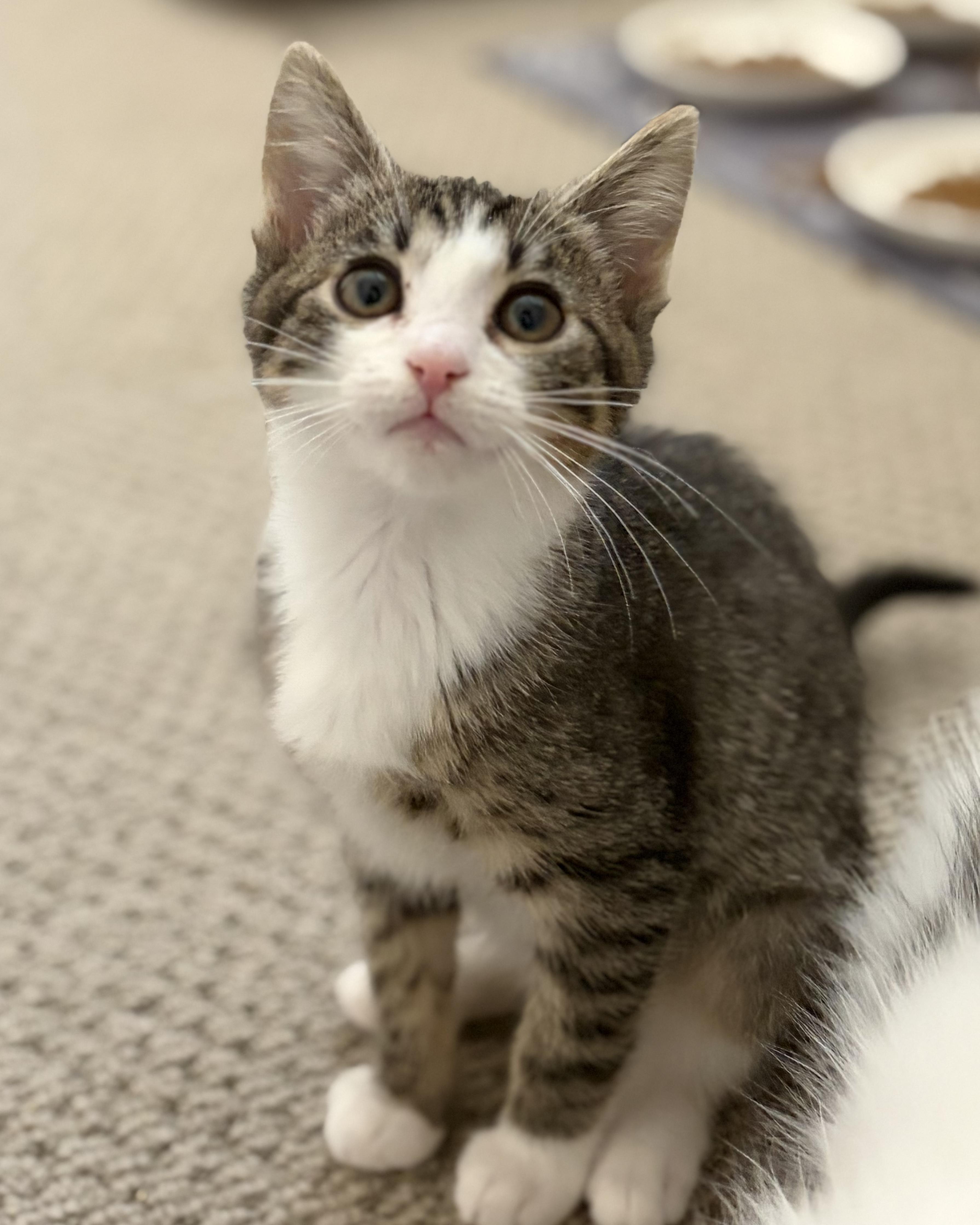 Bumper, a ADOPTABLE Domestic Short Hair in oxnard, CA image 3/3