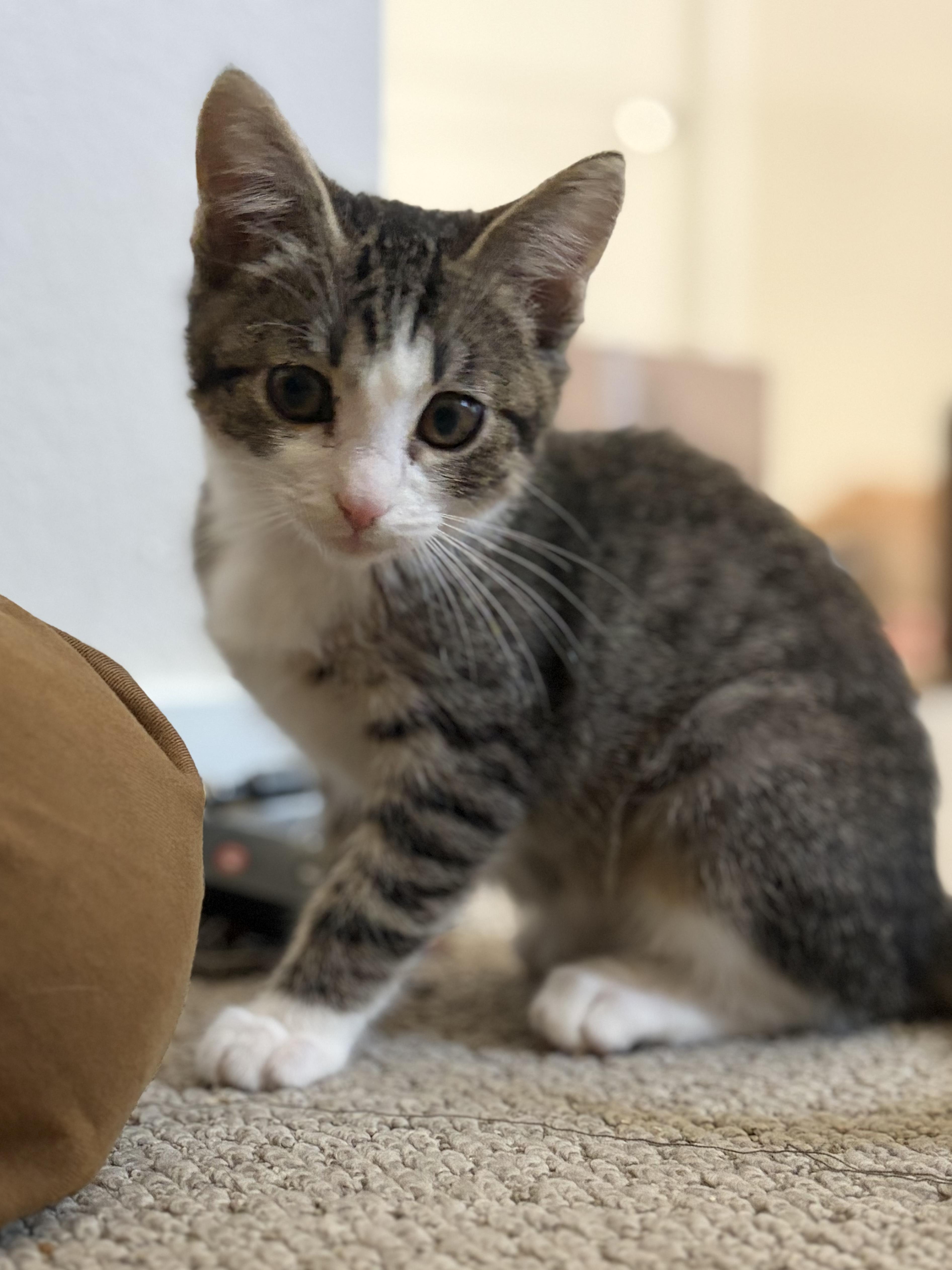 Bumper, a ADOPTABLE Domestic Short Hair in oxnard, CA image 2/3
