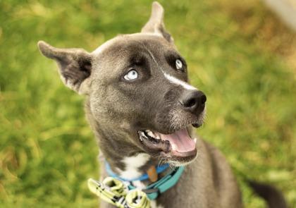 Mike, an adoptable Mixed Breed in Hamilton, OH image 3/3