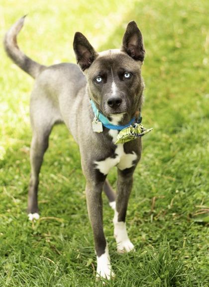 Mike, an adoptable Mixed Breed in Hamilton, OH image 2/3