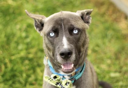 Mike, an adoptable Mixed Breed in Hamilton, OH image 1/3