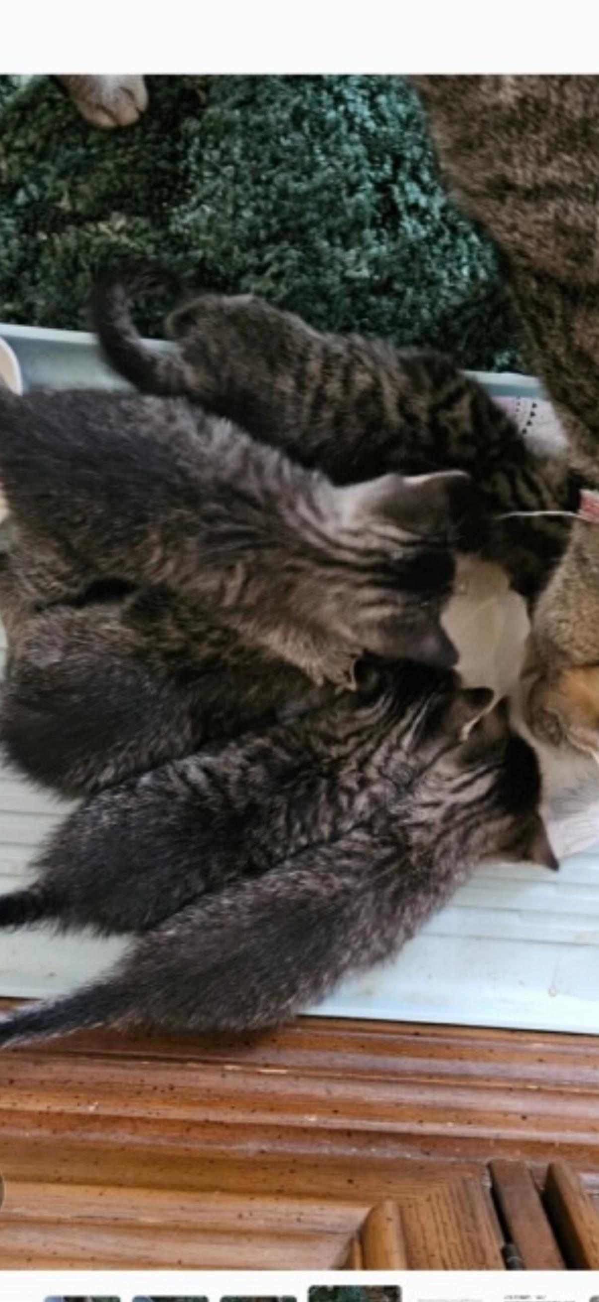 Juniper, ADOPTABLE, Kitten Male American Shorthair.