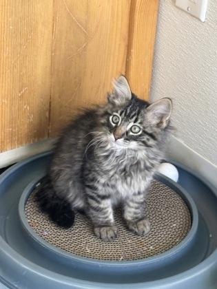 Enlarge Lord Farquaad, a Adoptable Domestic Medium Hair in Steamboat Springs, CO image 3/3