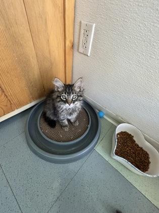 Enlarge Lord Farquaad, a Adoptable Domestic Medium Hair in Steamboat Springs, CO image 2/3