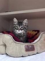 Enlarge Lord Farquaad, a Adoptable Domestic Medium Hair in Steamboat Springs, CO image 1/3