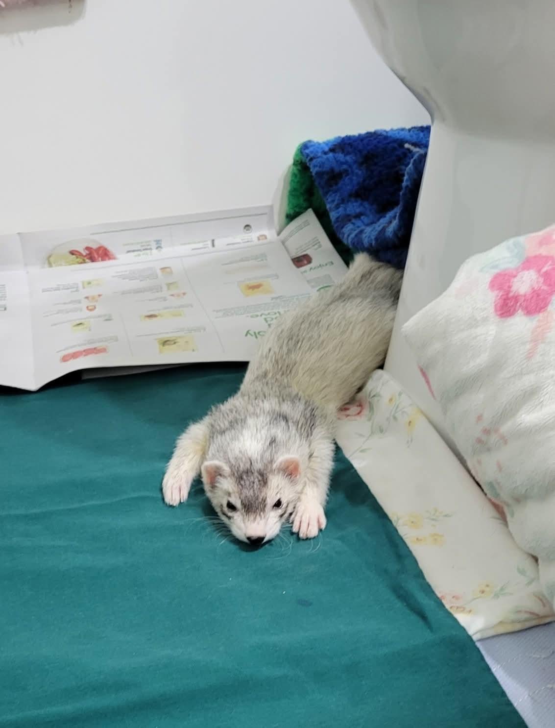 Enlarge Boots, a ADOPTABLE Ferret in Acworth, GA image 1/2