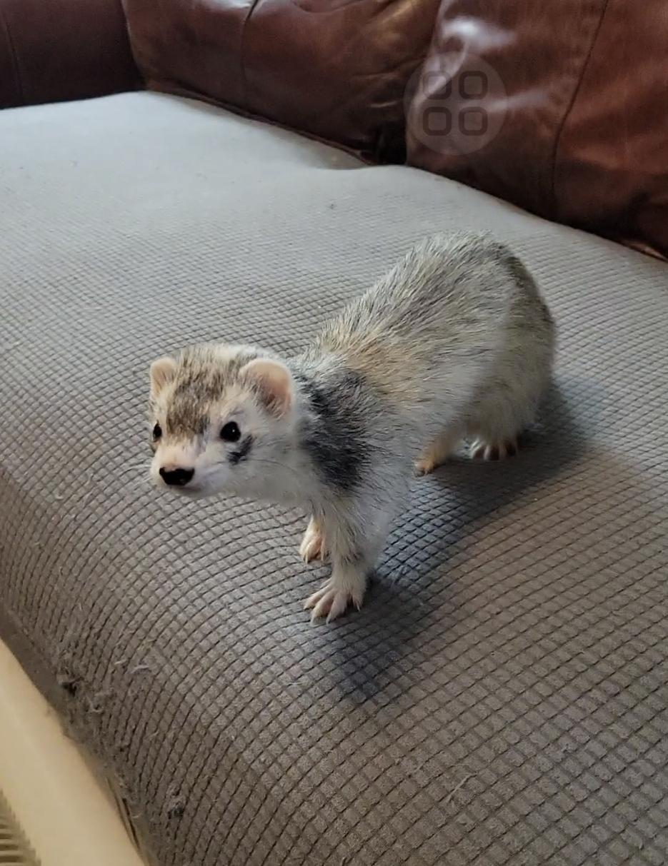 Enlarge Boots, a ADOPTABLE Ferret in Acworth, GA image 2/2