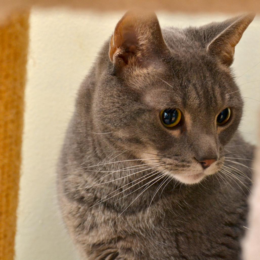 Petie, Adoptable, Senior Male Domestic Short Hair.