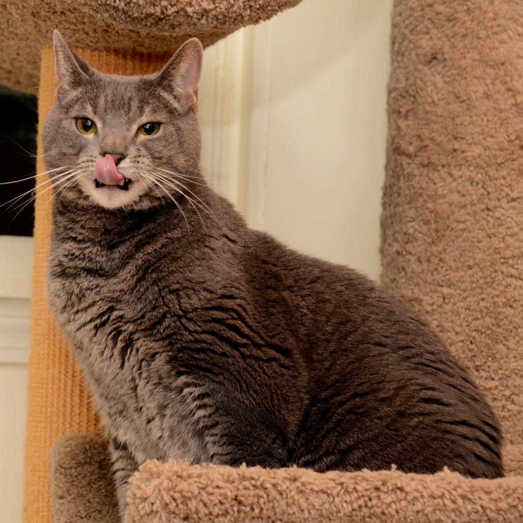 Enlarge Petie, a Adoptable Domestic Short Hair in Natick, MA image 2/5