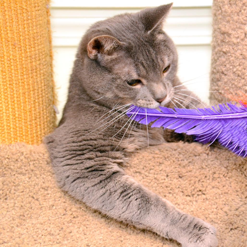 Enlarge Petie, a Adoptable Domestic Short Hair in Natick, MA image 3/5