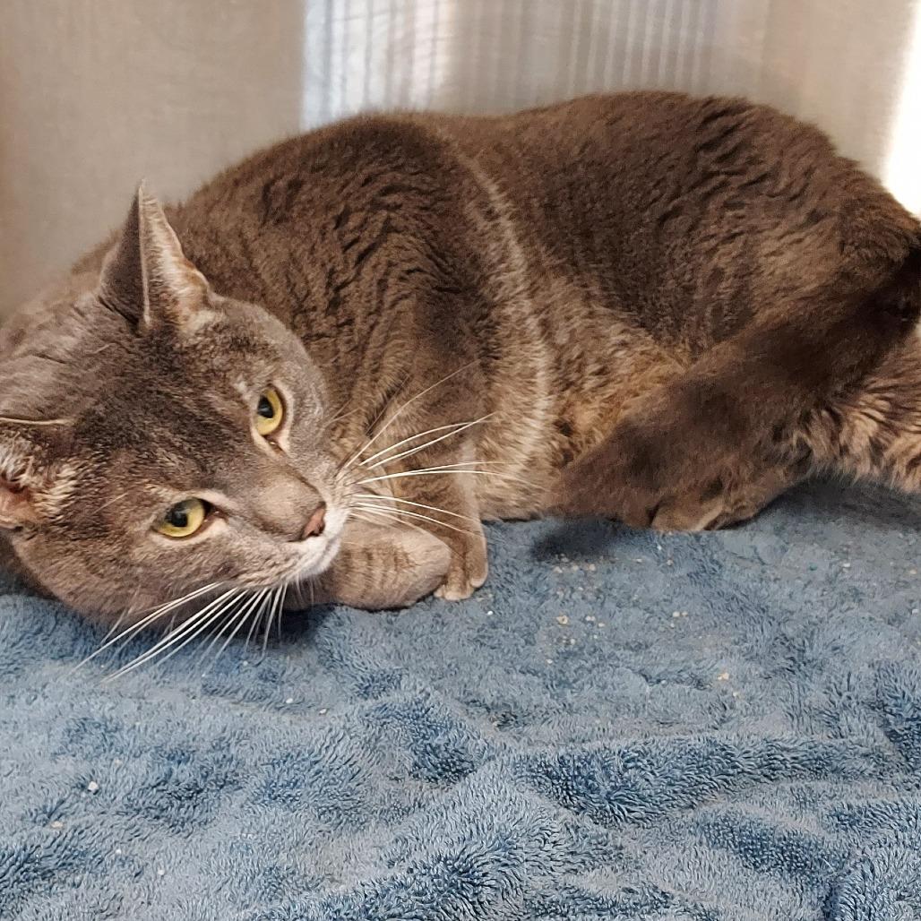 Enlarge Petie, a Adoptable Domestic Short Hair in Natick, MA image 4/5