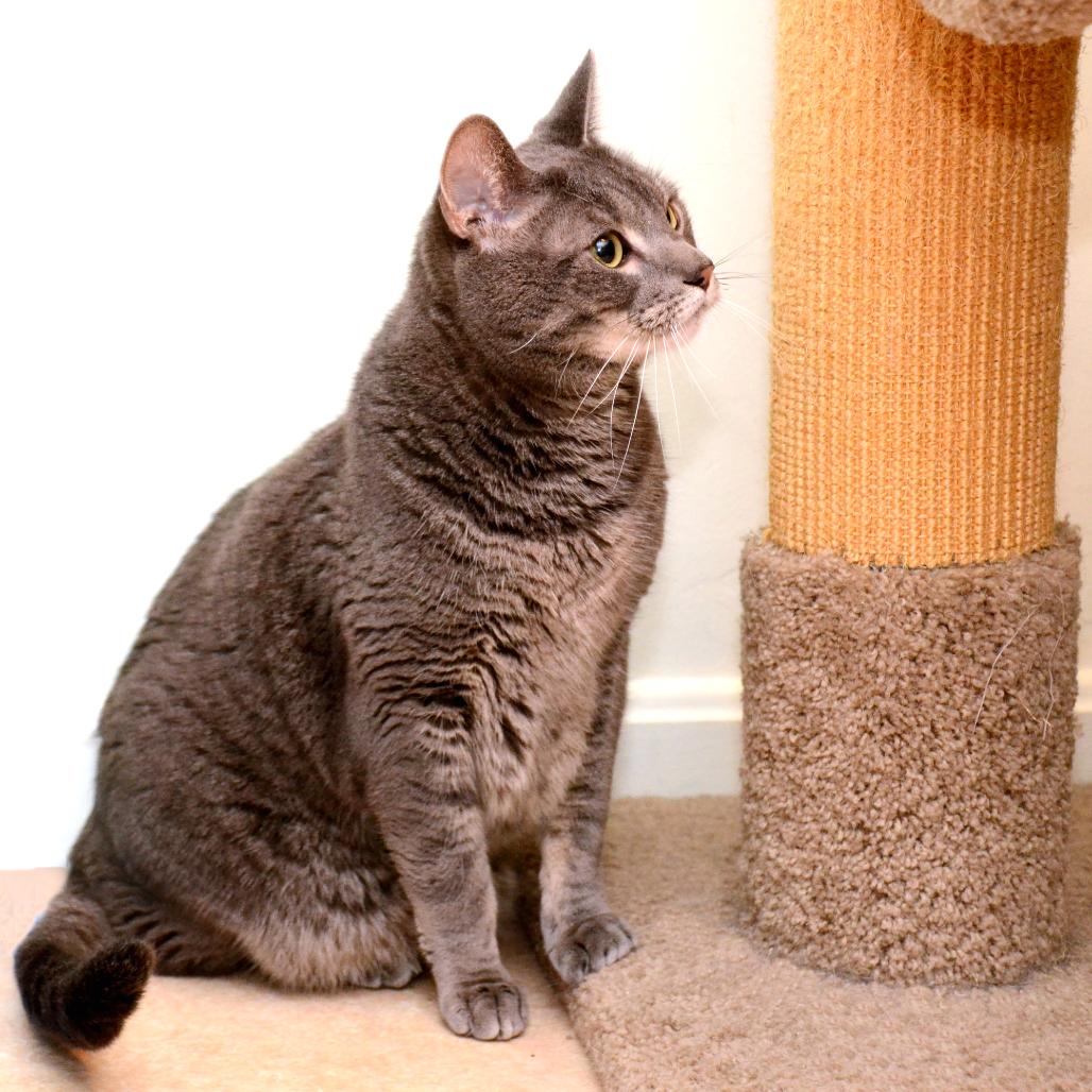 Enlarge Petie, a Adoptable Domestic Short Hair in Natick, MA image 5/5