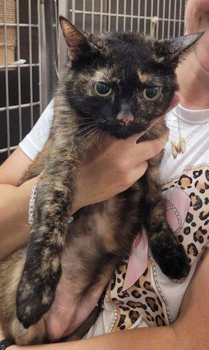 Enlarge Geo - PSP, a Adopted Domestic Short Hair in Oakland Park, FL image 1/1