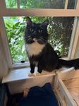 Enlarge Lexi, a ADOPTABLE Domestic Medium Hair in Chico, CA image 1/1