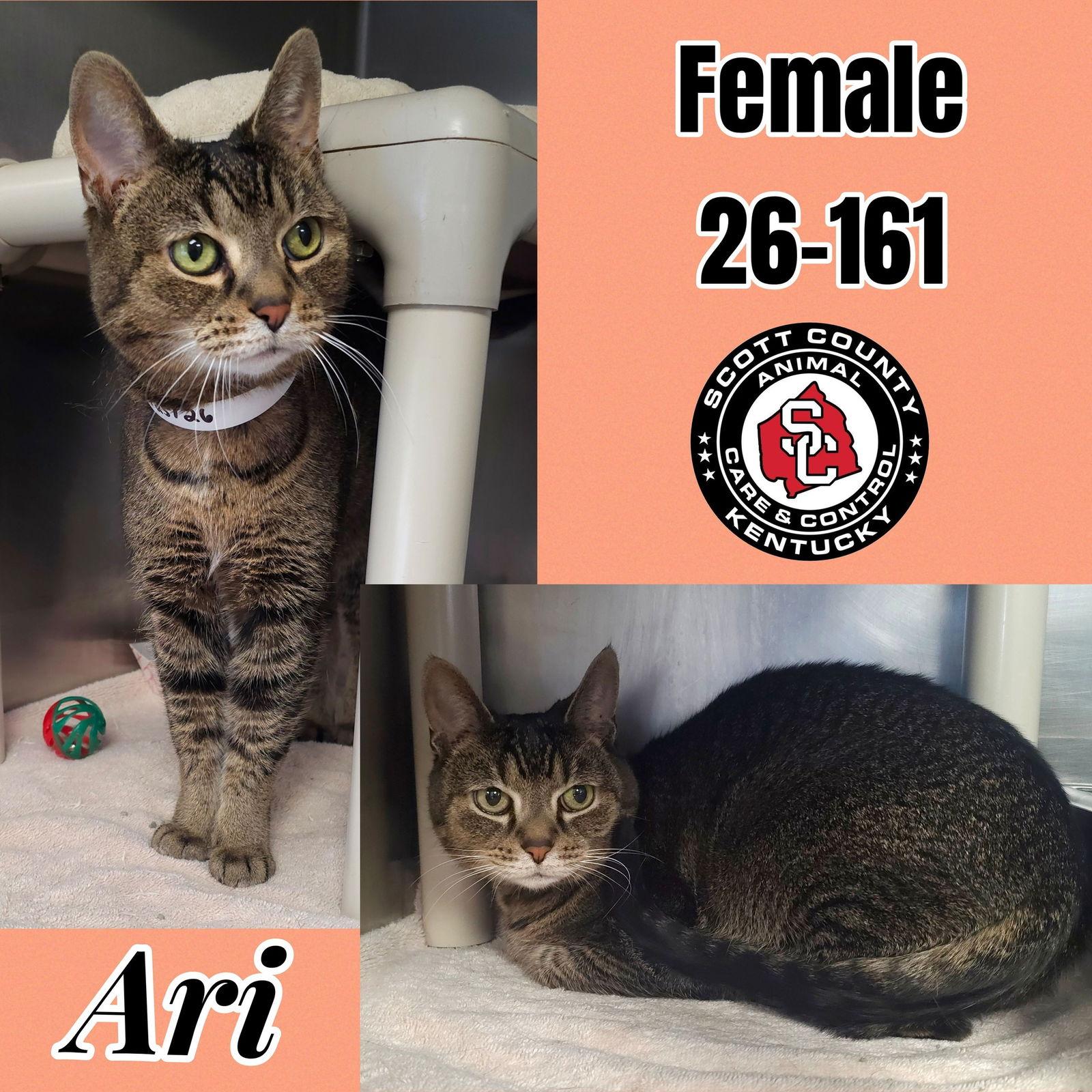 Enlarge Ari, a Adoptable Domestic Short Hair in Georgetown, KY image 1/1