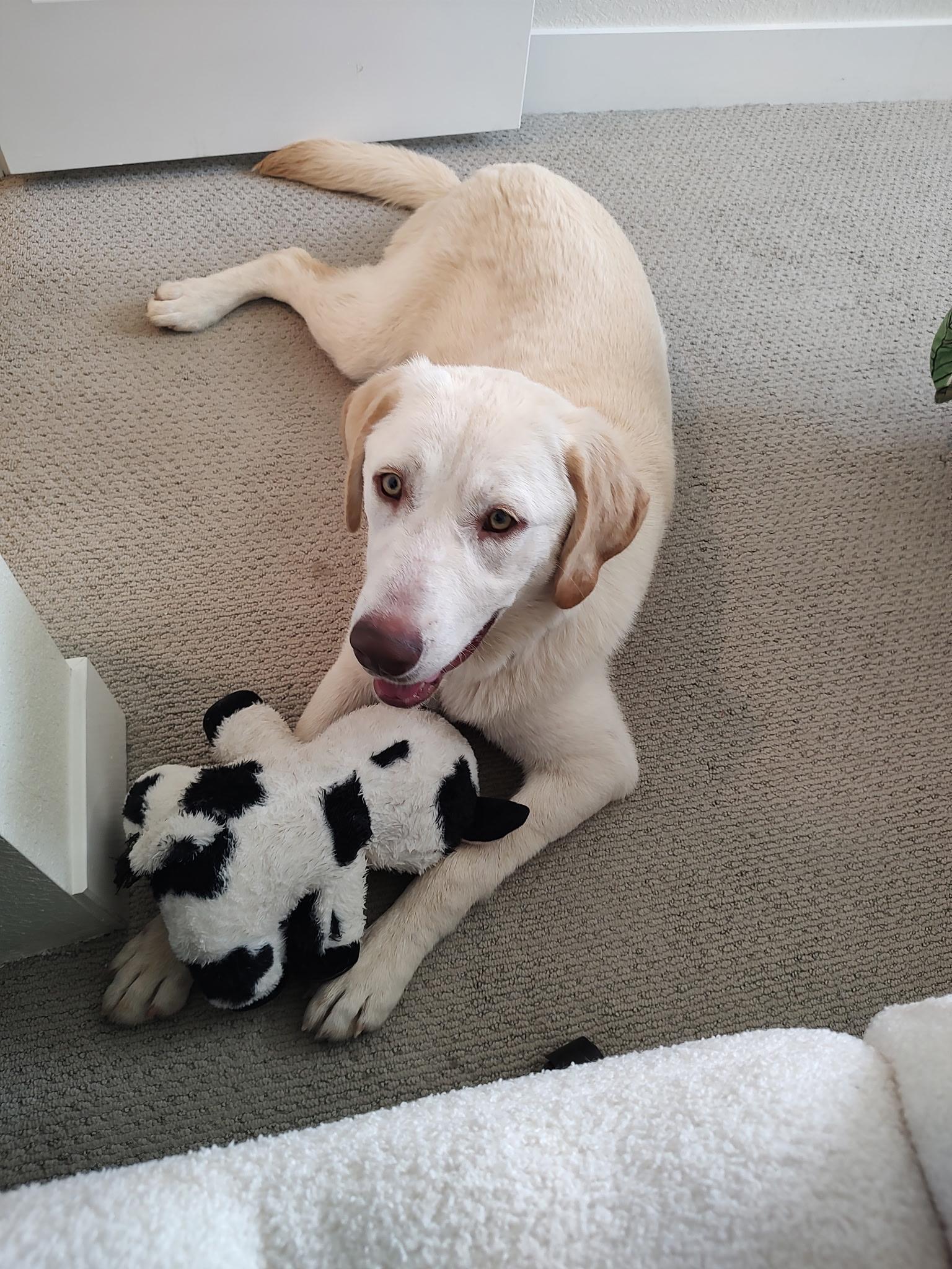 Molly