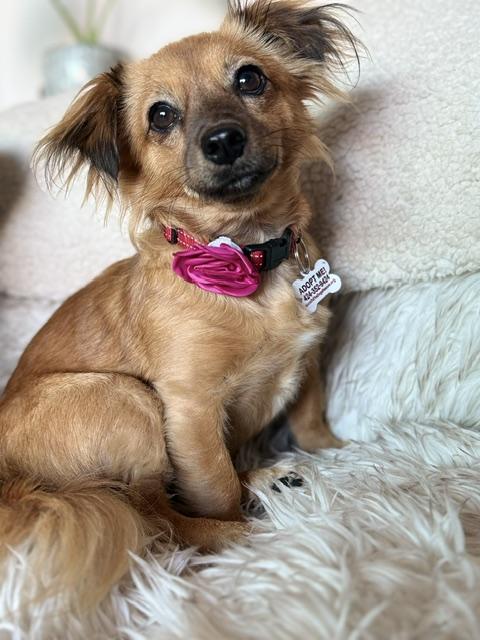 Imogene, ADOPTABLE, Young Female Chihuahua.
