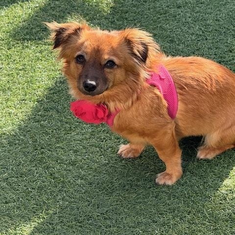 Enlarge Imogene, a ADOPTABLE mixed breed in Morro Bay, CA image 4/6