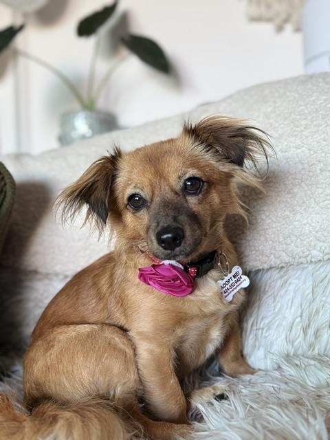 Enlarge Imogene, a ADOPTABLE mixed breed in Morro Bay, CA image 6/6