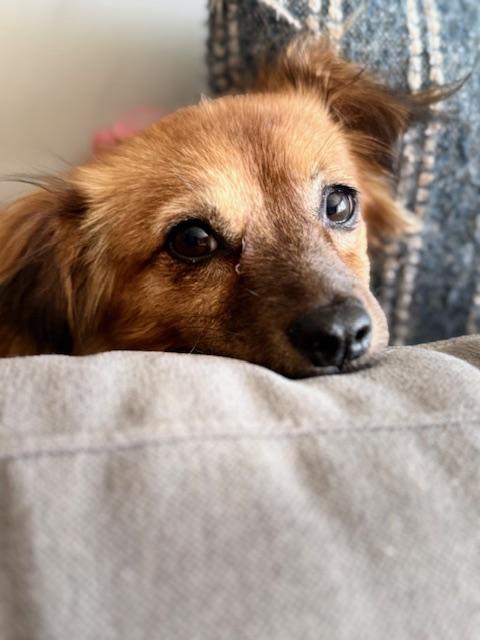 Imogene, ADOPTABLE, Young Female Chihuahua.