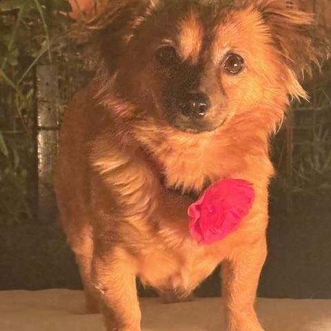 Enlarge Imogene, a ADOPTABLE mixed breed in Morro Bay, CA image 5/5