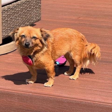 Enlarge Imogene, a ADOPTABLE mixed breed in Morro Bay, CA image 5/6