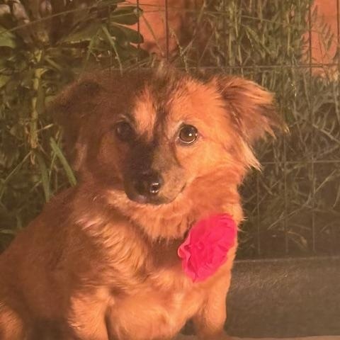 Enlarge Imogene, a ADOPTABLE mixed breed in Morro Bay, CA image 4/5