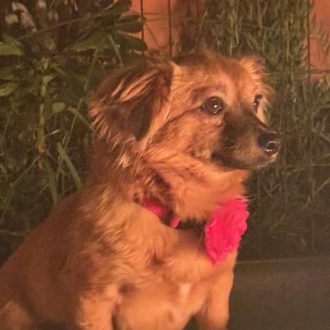 Enlarge Imogene, a ADOPTABLE mixed breed in Morro Bay, CA image 3/5