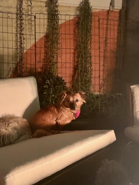 Imogene, ADOPTABLE, Young Female Chihuahua.