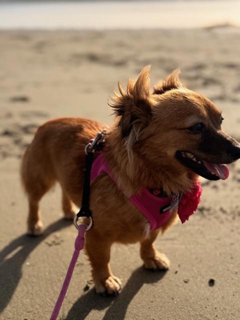 Enlarge Imogene, a ADOPTABLE mixed breed in Morro Bay, CA image 6/6
