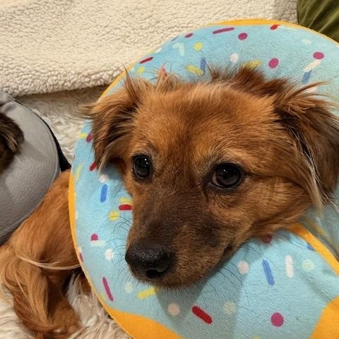 Enlarge Imogene, a ADOPTABLE mixed breed in Morro Bay, CA image 2/5