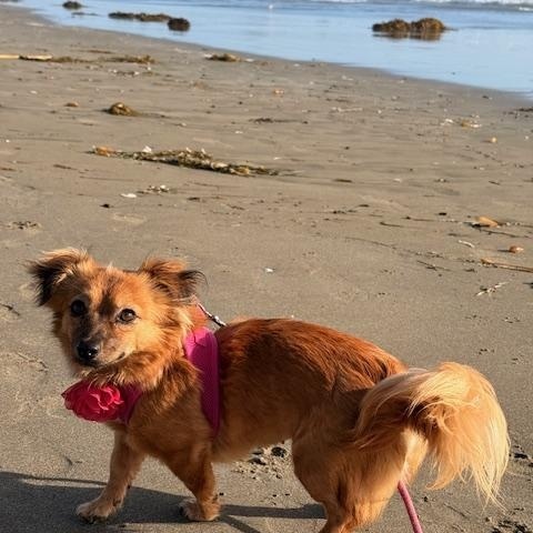 Enlarge Imogene, a ADOPTABLE mixed breed in Morro Bay, CA image 3/6