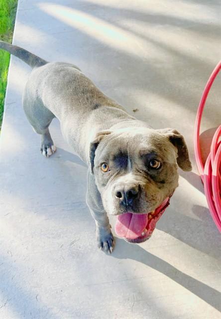 CYRUS, Adoptable, Adult Male Pit Bull Terrier & Mixed Breed.