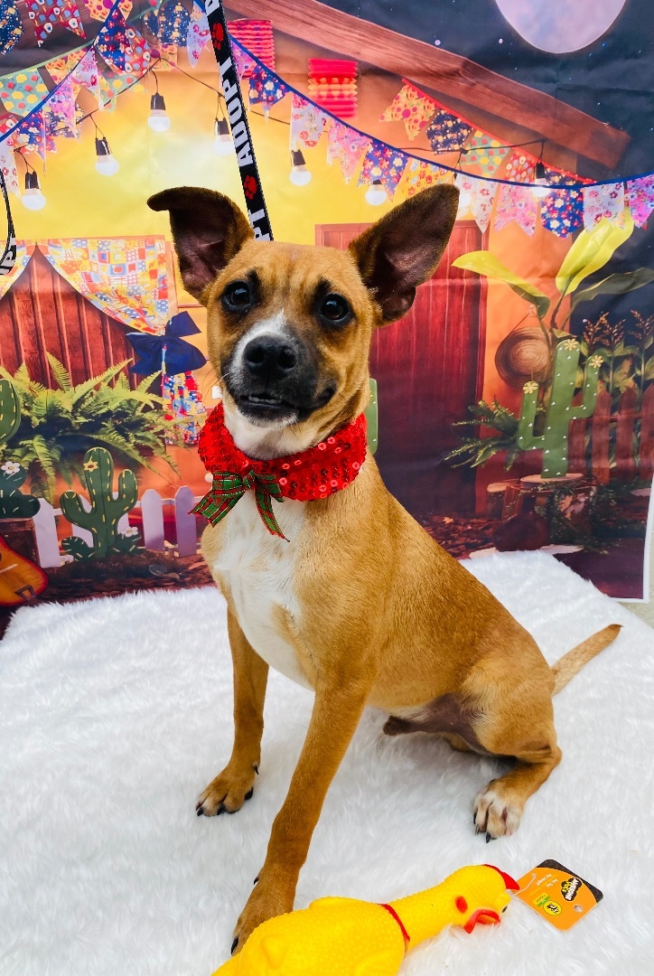 Dog for adoption Mickie, a Chihuahua & Feist Mix in Calais , ME