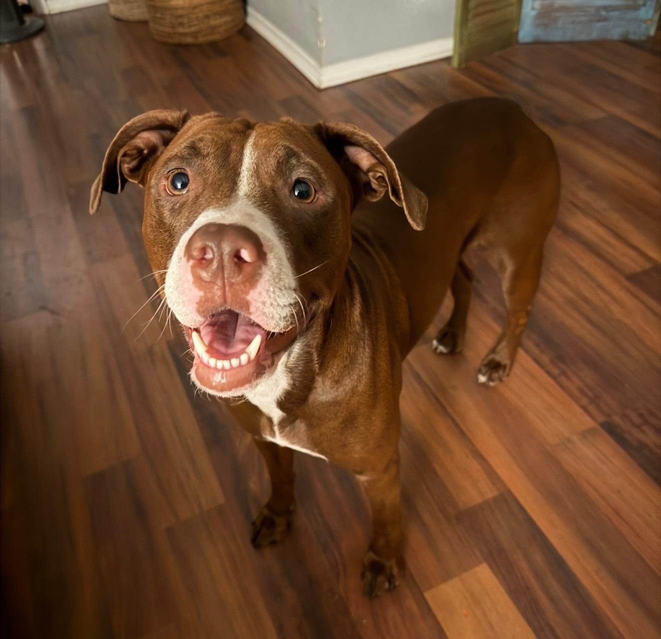 Willow, Adult Female Pit Bull Terrier