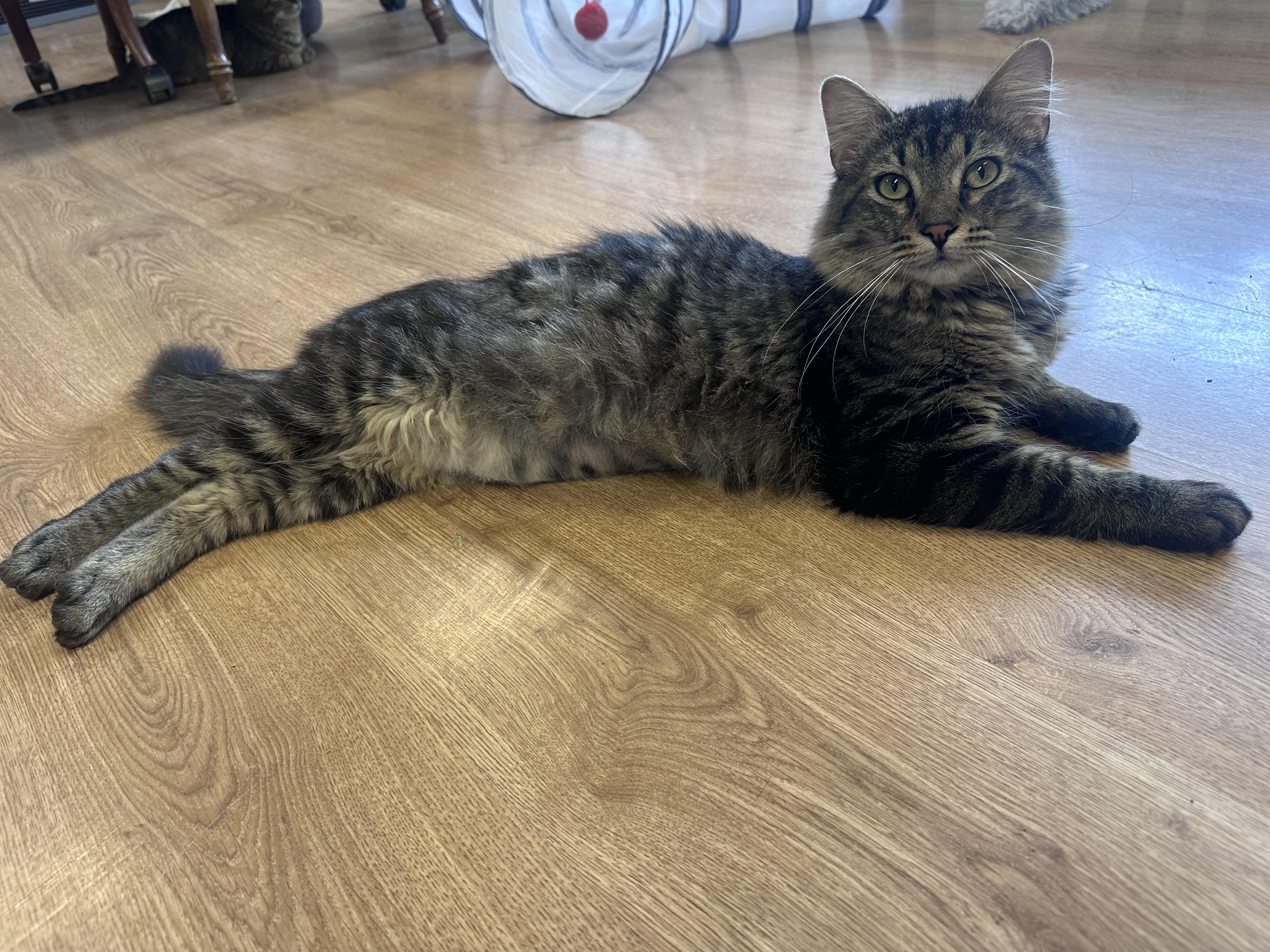 Enlarge Benny, a ADOPTABLE Domestic Medium Hair in Holland , MI image 5/5
