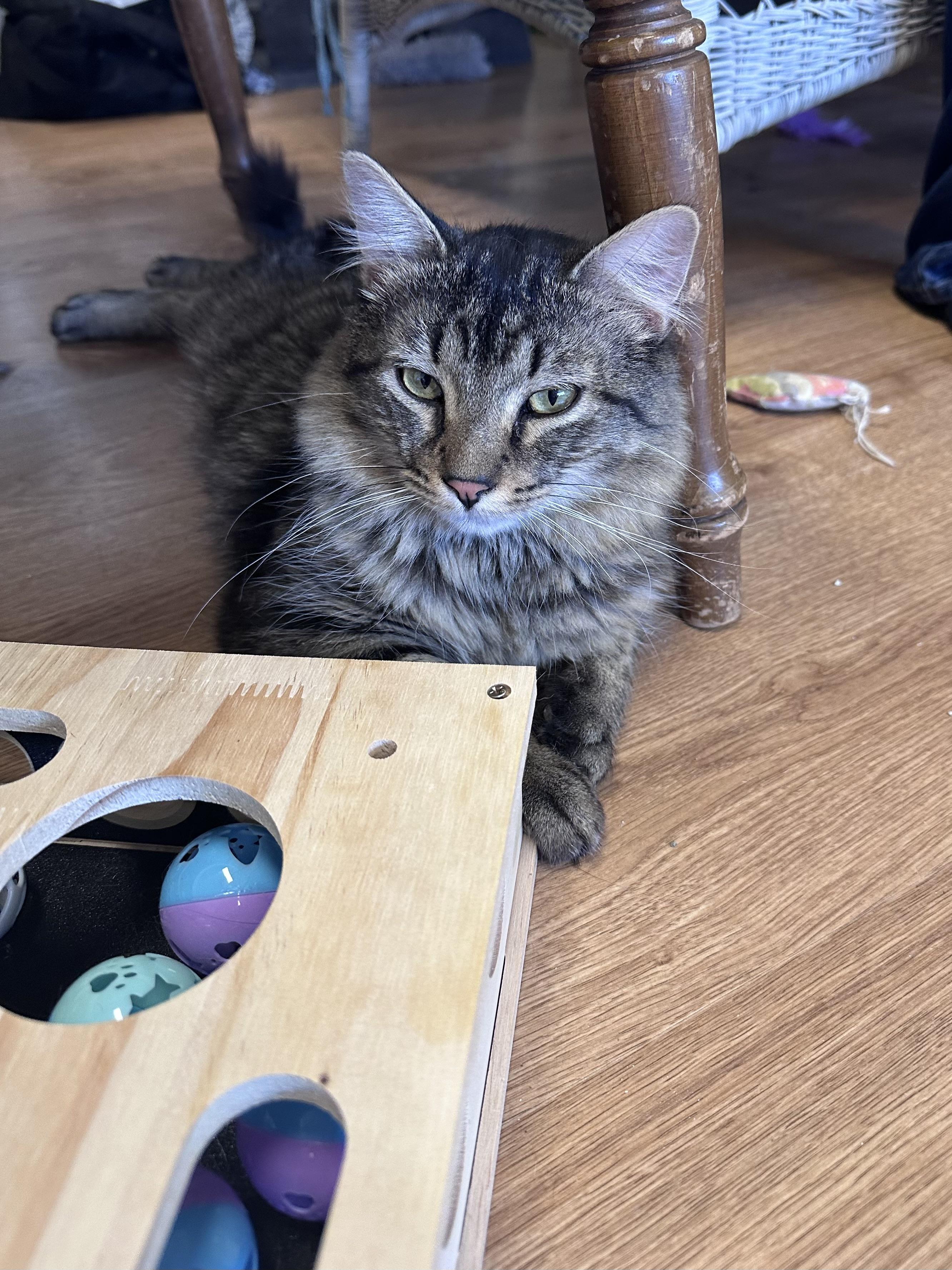 Enlarge Benny, a ADOPTABLE Domestic Medium Hair in Holland , MI image 4/5