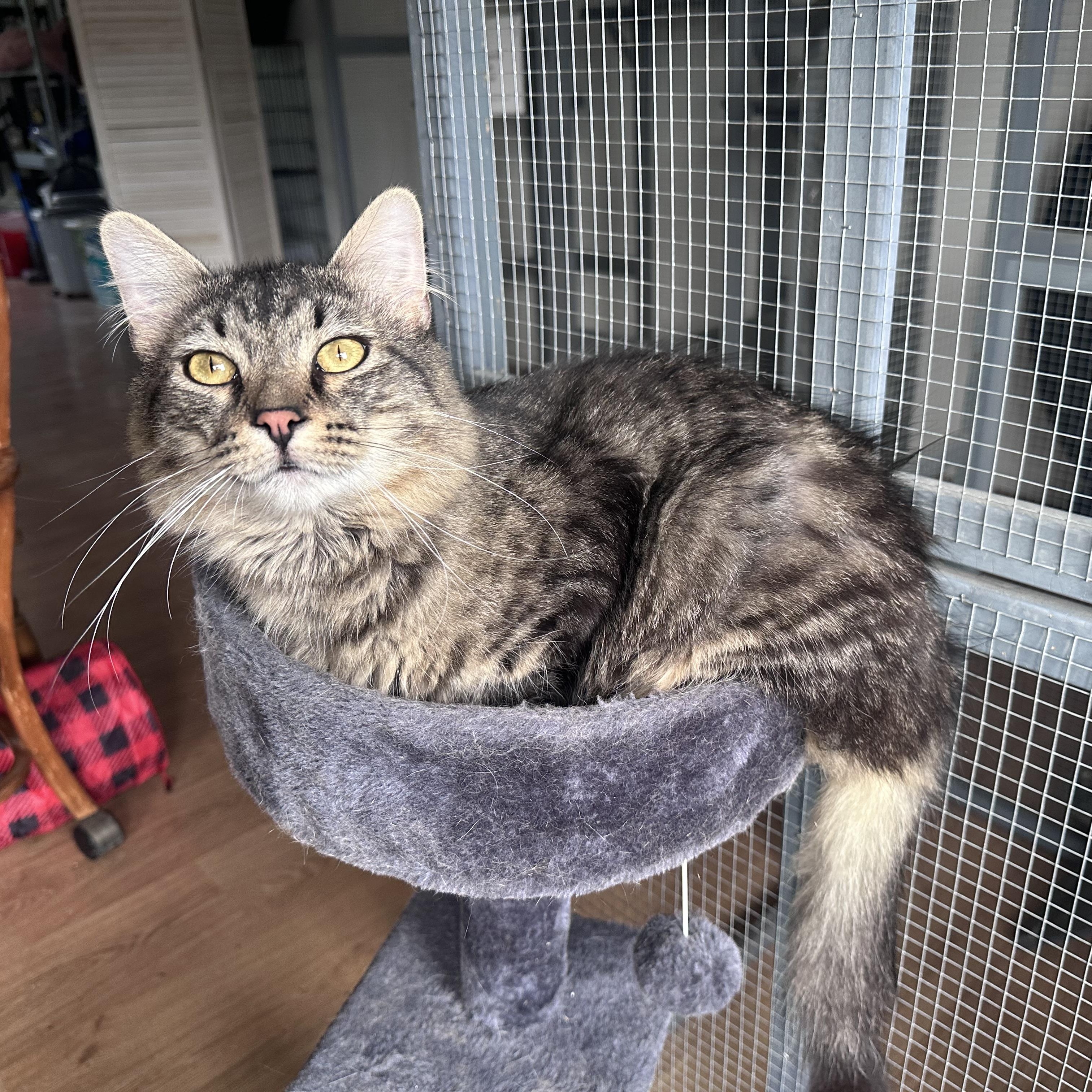 Benny, ADOPTABLE, Adult Male Domestic Medium Hair.