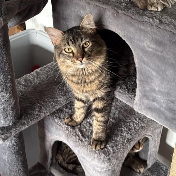 Enlarge Benny, a ADOPTABLE Domestic Medium Hair in Holland , MI image 2/5