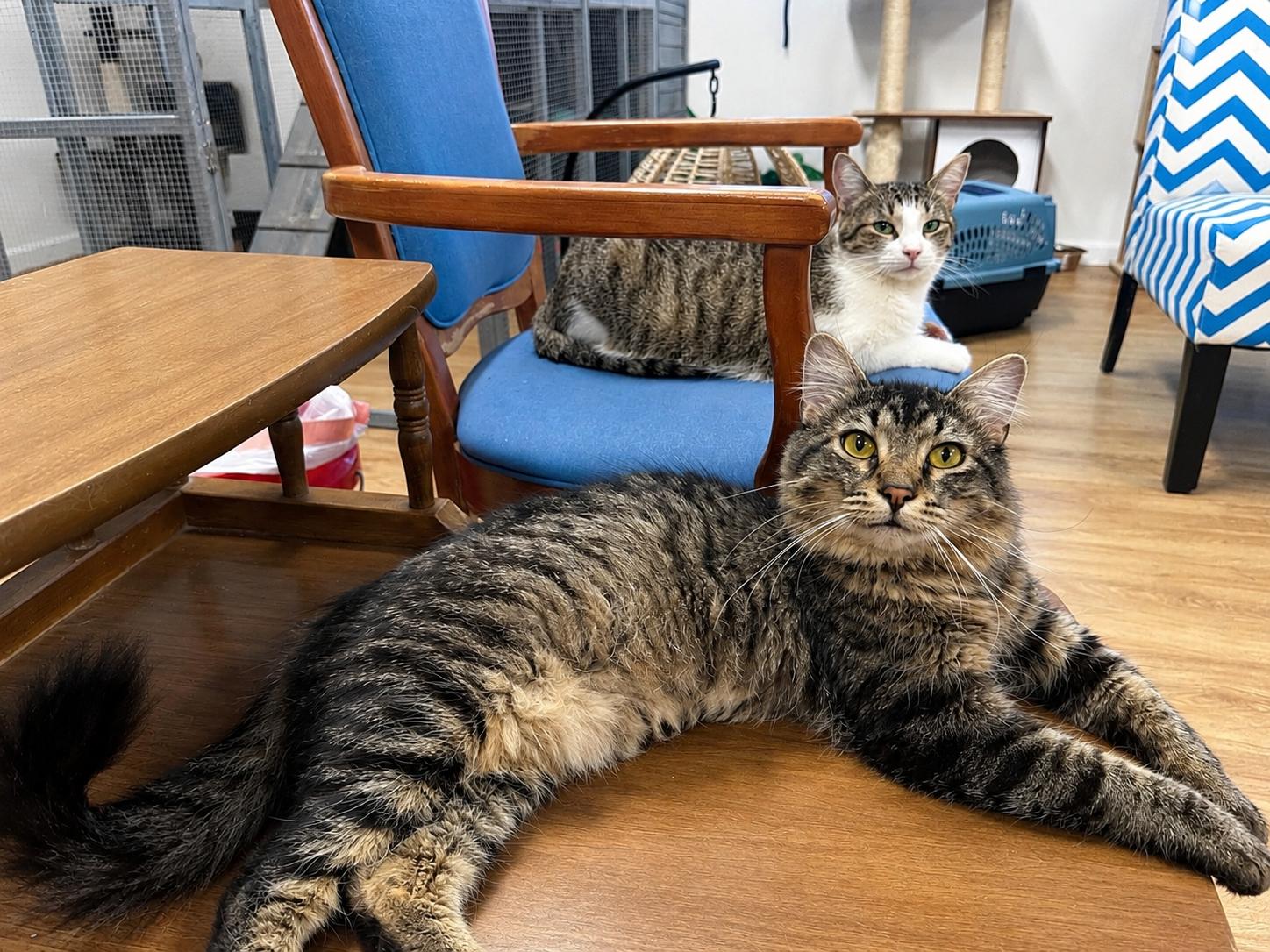 Enlarge Benny, a ADOPTABLE Domestic Medium Hair in Holland , MI image 3/5