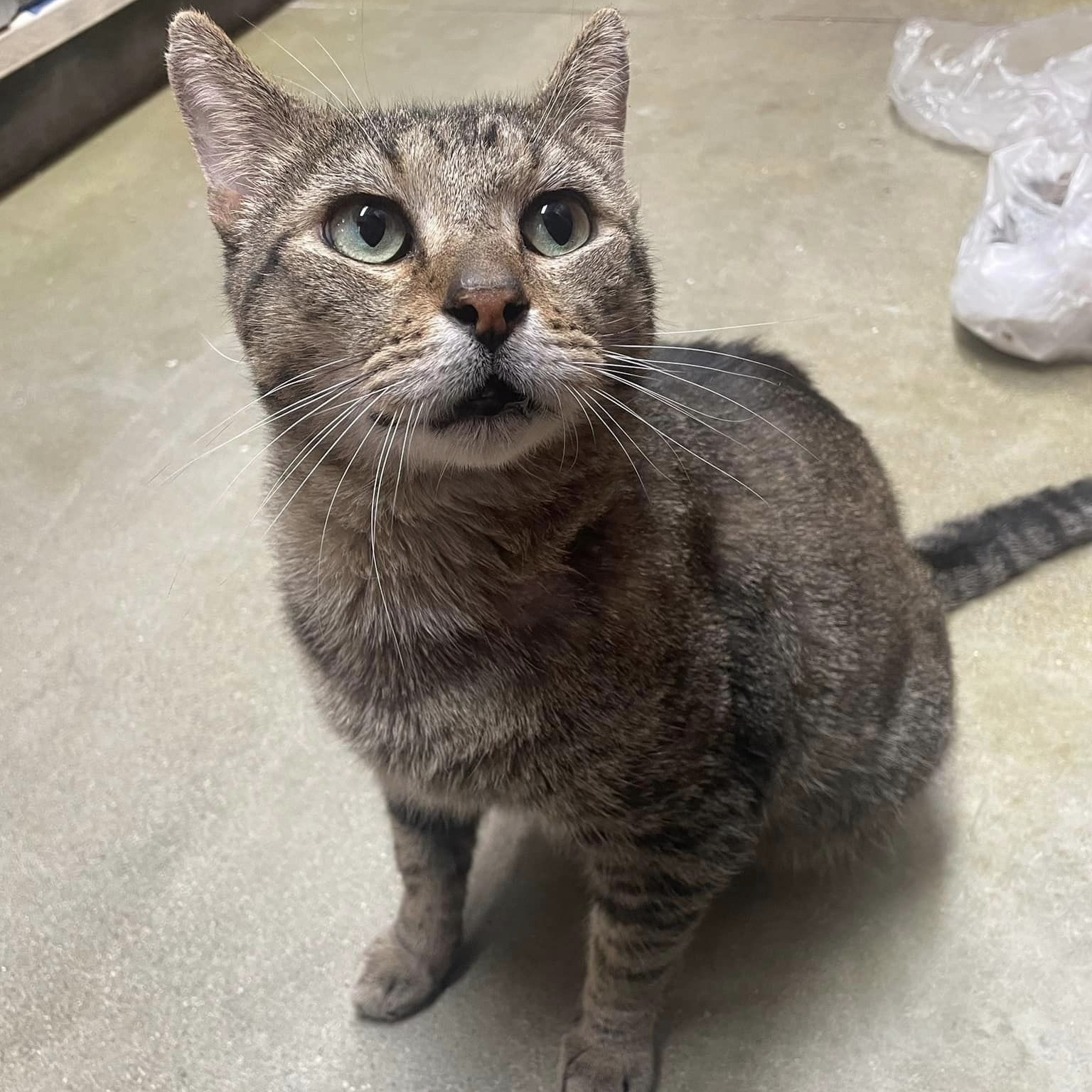 Cat for adoption Clarence, a Tiger in HANSON, MA Petfinder