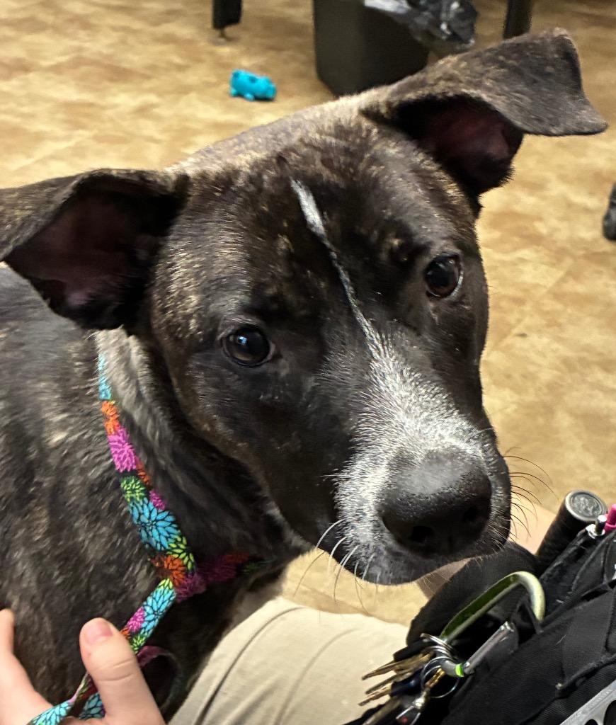 Enlarge Bashful, a Adoptable mixed breed in Springfield, OH image 1/1