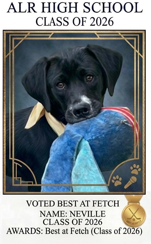 Enlarge Neville, an adoptable mixed breed in Willington, CT image 3/6