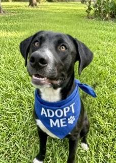Enlarge Neville, an adoptable mixed breed in Willington, CT image 1/6