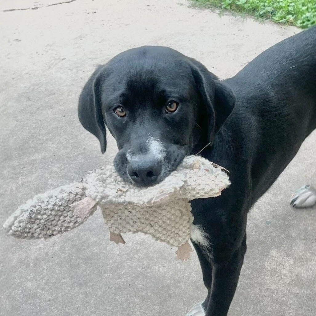 Enlarge Neville, an adoptable mixed breed in Willington, CT image 2/6