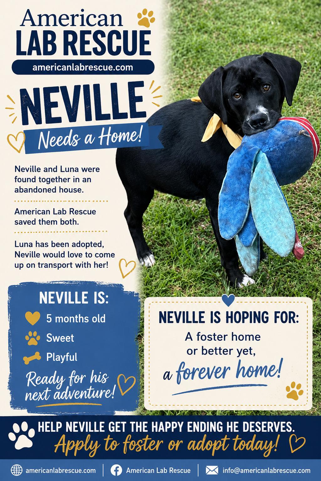 Enlarge Neville, an adoptable mixed breed in Willington, CT image 4/6