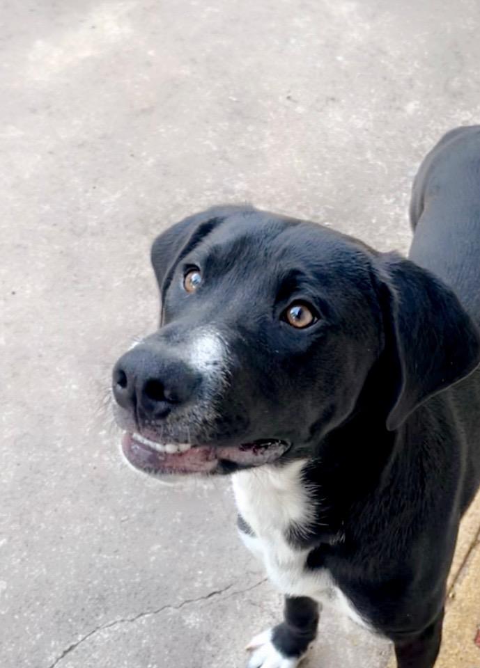 Enlarge Neville, an adoptable mixed breed in Willington, CT image 3/6