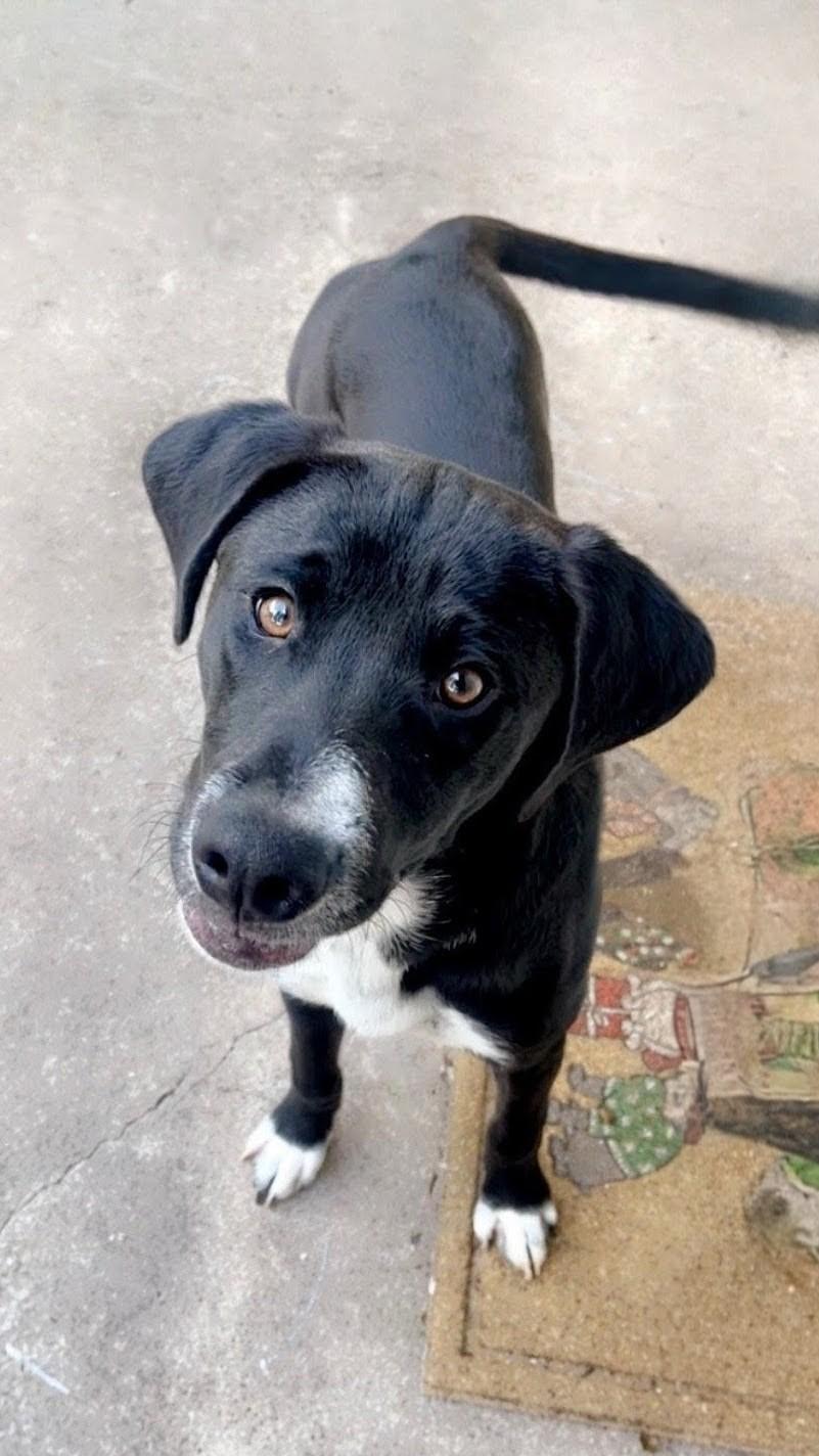 Enlarge Neville, an adoptable mixed breed in Willington, CT image 5/6