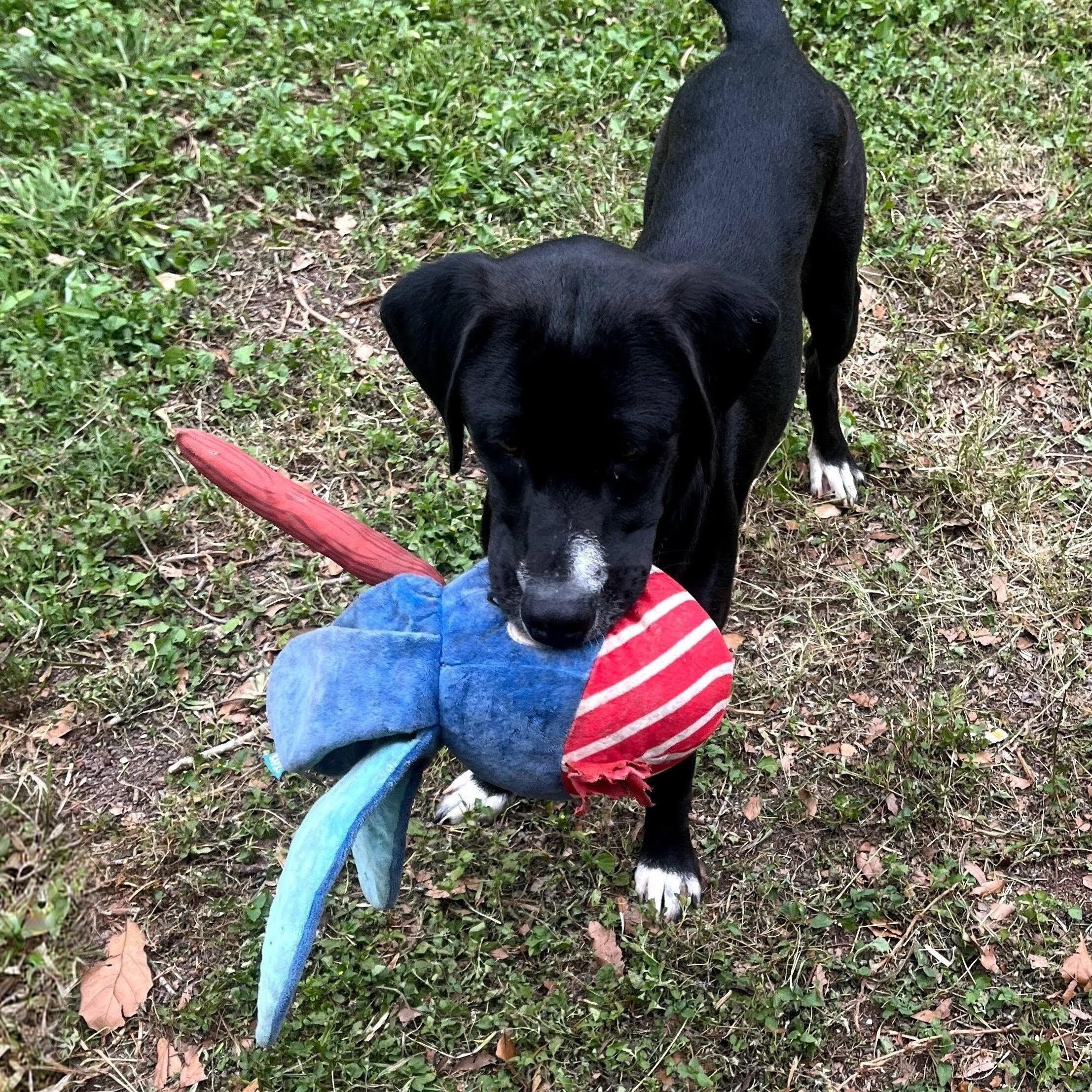Neville, adoptable, Puppy Male Black Labrador Retriever.